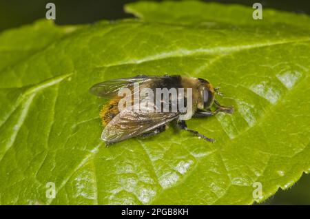 Narcissus Bulbfly (Syrphidae) (Merodon equestris), Narcissus Bulb Fly, andere Tiere, Insekten, Tiere, Narzissen-Bulbentoilette, erwachsen, ruht sich aus Stockfoto