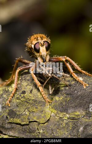 Hornet Robberfly (Asilus crabroniformis), Erwachsener, Fütterung von gemeiner Feldgrasshopper (Chorthippus brunneus) Beute, Thursley Common National Nature Stockfoto