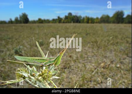 Mittelmeer-Grasshopper mit schrägem Gesicht (Acrida ungarica mediterranea), Erwachsener, ruht auf einer Pflanze in Steppe-Habitat, Italien Stockfoto