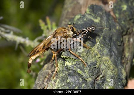 Hornet Robberfly (Asilus crabroniformis), Erwachsener, Fütterung von gemeiner Feldgrasshopper (Chorthippus brunneus) Beute, Thursley Common National Nature Stockfoto