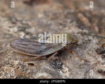 Froghopper (Aphrophora alni), Erwachsener, ruht auf Baumstumpf in Wiese, Cannobina Valley, Italienische Alpen, Piemont, Norditalien Stockfoto