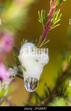 Schaum- oder Lammaufschäumer (Cercopoidea sp.) Nymphe in Kuckuckuckspuckschaum auf Heidekraut, Powys, Wales, Vereinigtes Königreich Stockfoto