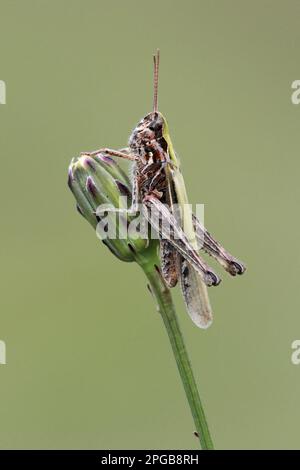 Wiesengrasshopper (Chorthippus brunneus) Braune Grashüpfer, andere Tiere, Insekten, Tiere, Wiesengrasshopper, Grashüpfer Stockfoto