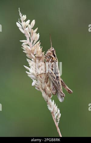 Wiesengrashüpfer (Chorthippus brunneus) Brauner Grashüpfer, sonstige Tiere, Insekten, Tiere, Wiesengrashüpfer, Grashüpfer Stockfoto