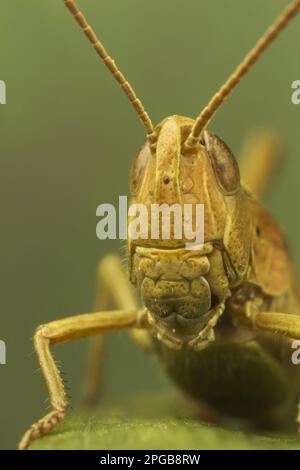 Wiesengrashüpfer (Chorthippus brunneus) Brauner Grashüpfer, Brauner Grashüpfer, andere Tiere, Insekten, Tiere, Grashüpfer Im Außendienst, Common Stockfoto