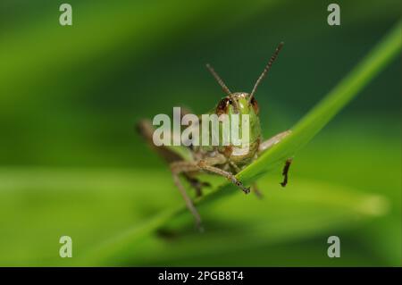 Wiesen-Grashüpfer (Chorthippus parallelus), Gemeiner Grashüpfer, Gemeiner Grashüpfer, andere Tiere, Insekten, Tiere, Grashüpfer, Meadow Stockfoto