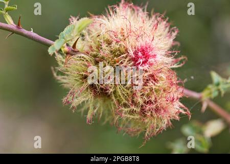 Rhodites Rosae, Gallewespen, Moossyrose Gallenwespen, Gallewespen, Galle Wespen, andere Tiere, Insekten, Tiere, Robins Kissengalle Stockfoto