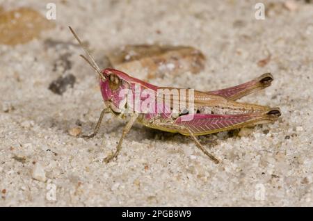 Wiesengrasshopper (Chorthippus parallelus), Wiesengrasshopper, andere Tiere, Insekten, Tiere, Feldhäupter, Wiesen-Heuschrecken-Purpur Stockfoto