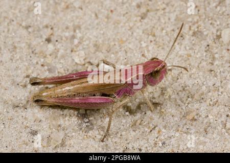 Wiesengrasshopper (Chorthippus parallelus), Wiesengrasshopper, andere Tiere, Insekten, Tiere, Feldhäupter, Wiesen-Heuschrecken-Purpur Stockfoto