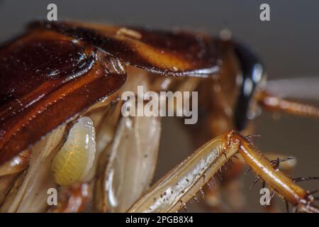 Larven der Smaragdkakerenwaspe (Ampulex compressa), die an den Wirt der amerikanischen Kakerlake (Periplaneta americana), Südasien, angeheftet ist Stockfoto