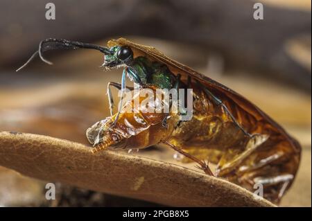 Emerald-Kakerlaken-Wespe (Ampulex compressa), ausgewachsene Frau, die aus dem Toten der amerikanischen Kakerlake (Periplaneta americana) hervorgegangen ist Stockfoto