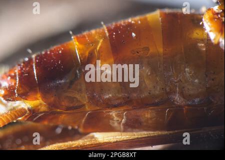 Larven der Smaragdkakerenwaspe (Ampulex compressa) im Körper der Wirtspflanze der amerikanischen Kakerlake (Periplaneta americana) Stockfoto