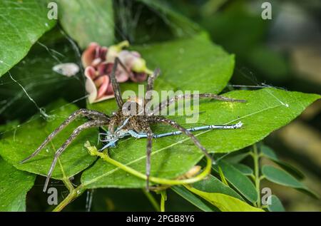 Fen Raft Spider (Dolomedes plantarius), weiblich, weiblich, Fütterung von Damfliegenbeute, Provinz Alessandria, Piemont, Italien Stockfoto