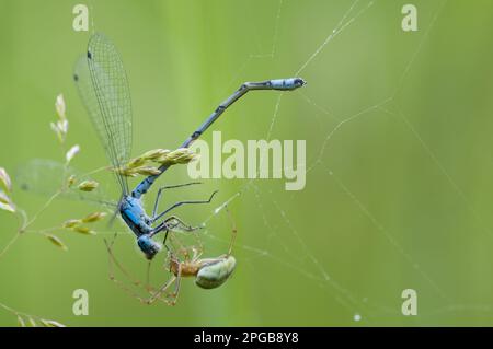 Stretchspinne (Tetragnatha extensa), Erwachsener, männlich, männlich, männlich, blau, blauer Sumpffliege (Enallagma cyathigerum), Beute gefangen Stockfoto