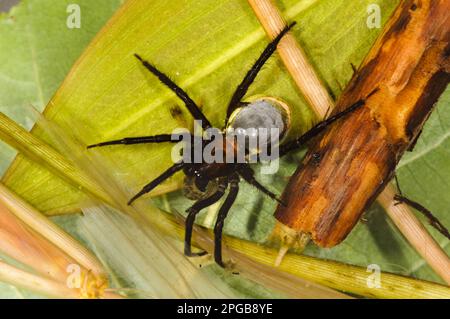 Tauchen Glockenspinne (Argyroneta aquatica), Erwachsener, mit Bauchluftblase, Fütterung der Nymphe Smaragddamselfliege (Lestes sponsa), Thursley Common Stockfoto