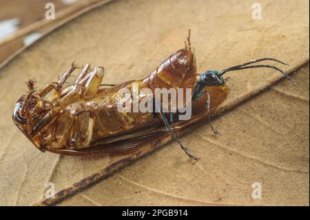 Emerald Cockroach Wespe (Ampulex compressa), Erwachsene Frau, die aus dem Toten der amerikanischen Kakerlake (Periplaneta americana) hervorgeht Stockfoto