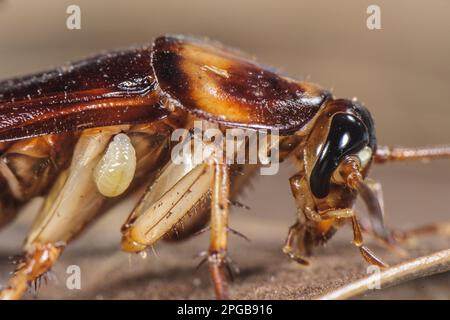 Larven der Smaragdkakerenwaspe (Ampulex compressa), die an den Wirt der amerikanischen Kakerlake (Periplaneta americana), Südasien, angeheftet ist Stockfoto