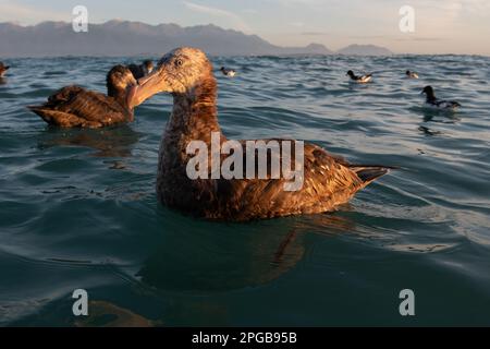 Nördliches Riesenpetrel (Macronectes halli), schwimmend im Pazifischen Ozean vor der Küste von Kaikoura, Südinsel, Aotearoa Neuseeland. Stockfoto