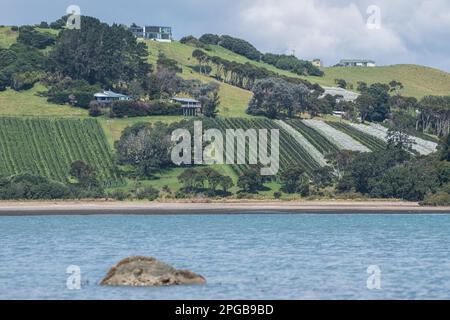 Ein Weinberg an der Küste auf der Insel Waiheke im Hauraki-Golf in der Nähe von Auckland, Aotearoa Neuseeland. Stockfoto