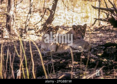 Löwe, Sub-Erwachsene im Gir-Nationalpark, Sasan Gir, Gujarat, Indien, Asien Stockfoto