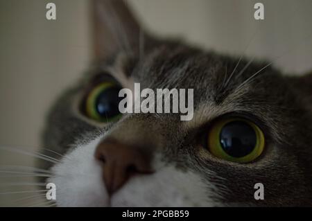 Bild einer Bohne, ein grau-weiß markierter Tabby Stockfoto