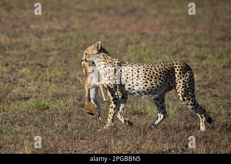 Cheetah (Acinonyx jubatus), Erwachsener, mit gefangener junger Thomsons-Gazelle (Gazella thomsonii), Savanne, Serengeti-Nationalpark, Tansania, Ostafrika Stockfoto