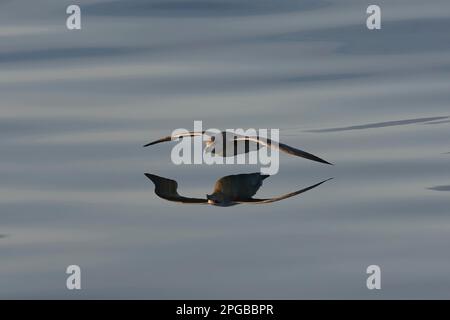 Nördlicher Fulmar (Fulmarus glacialis) gleitet über die Meeresoberfläche, mit Reflexion im Wasser, Spitsbergen Stockfoto