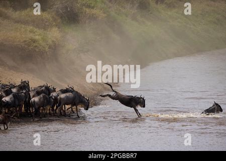 Weißbärtige Gnus (Connochaetes taurinus), die in den Fluss Mara springen, neben ihr Herde am Ufer, Erwachsene beim Überqueren im Wasser, Tier Stockfoto