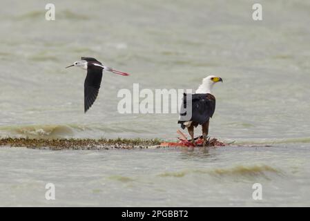 Afrikanischer Fischadler (Haliaeetus vocifer), ausgewachsen, ernähren sich von den Überresten eines Flamingos, mit schwarzflügeligem Stiel (Himantopus himantopus) Stockfoto