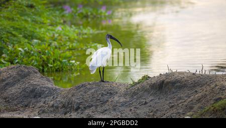 Schwarzer Ibis steht still an der Sandbank in der Nähe der Lagune im Bundala-Nationalpark. Stockfoto