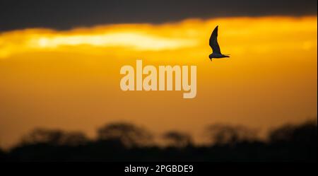 Tern-Vogel-in-Flight-Silhouettenfoto vor orangefarbenen dramatischen Wolken im Hintergrund. Stockfoto