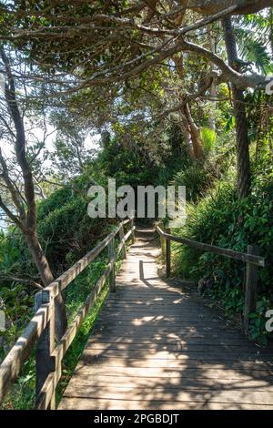Ein Abschnitt des Manly to Spit Walks in der Nähe des Clontarf Point in Sydney, Australien Stockfoto