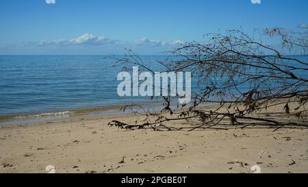 Sehen Sie vorbei am Casuarina-Ast am Sandstrand, über ruhiges, blaues Wasser zum Horizont Stockfoto