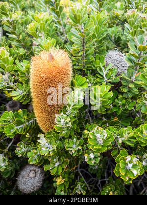 Nahaufnahme einer Blattbanksia (Banksia praemorsa), Torndirrup-Nationalpark, Albany, Westaustralien Stockfoto