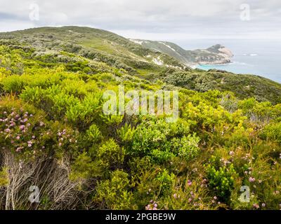 Dickes Küstenhirde entlang der bald Head Wanderroute über dem südlichen Ozean, Torndirrup National Park, Albany, Westaustralien, Australien Stockfoto