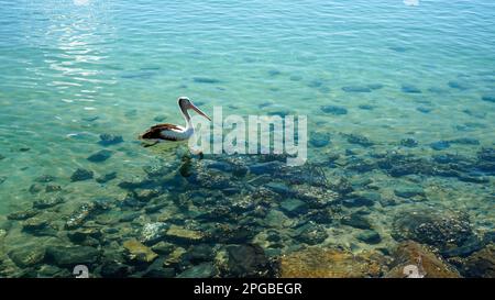 Einzelner Pelikan schwimmt durch kristallklares Wasser mit Austern bedeckten Felsen auf dem sandigen Meeresboden Stockfoto