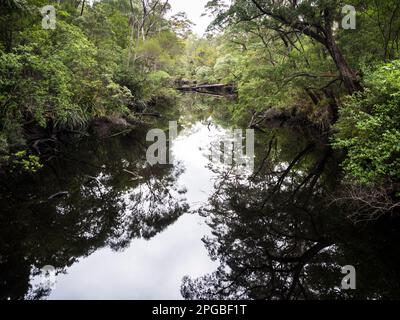 Deep River, Nuyts Wilderness, Bibbulmun Track, Walpole-Nornalup National Park, Westaustralien, Australien Stockfoto