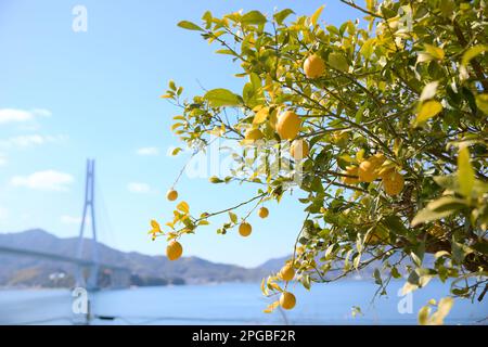 Lemon in Setouchi, Japan Stockfoto