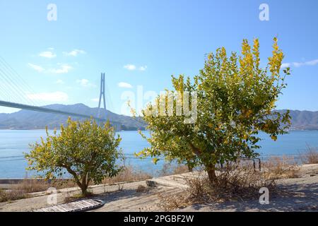 Lemon in Setouchi, Japan Stockfoto