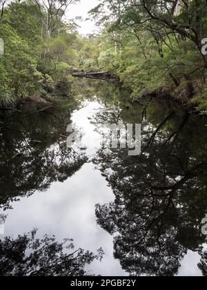 Deep River, Bibbulmun Track, Walpole-Nornalup National Park, Westaustralien, Australien Stockfoto