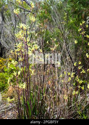 Tall Känguru Paw (anigozanthos Flavidus) neben dem Bibbulmun Track auf dem Weg nach Nuyts Wilderness, Westaustralien, Australien Stockfoto