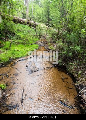 Crystal Brook, Bibbulmun Track, Nuyts Wilderness, Walpole-Nornalup National Park, Westaustralien, Australien Stockfoto