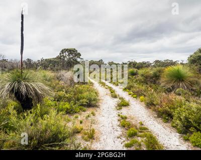 Grasstrees (Xanthorrhaea preissii), Nuyts Wilderness, Walpole-Nornalup National Park, Westaustralien, Australien Stockfoto