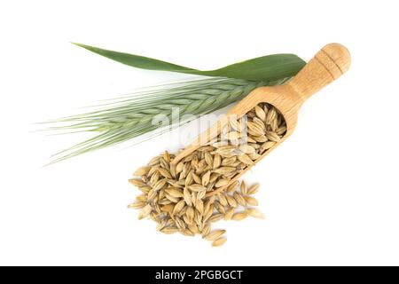 Gerstenkornsamen (Hordeum vulgare), die aus einem hölzernen Schaufel in der Nähe von Gerstenohren auf weißem Hintergrund auslaufen Stockfoto