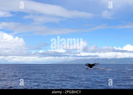 Whale Tail durchbricht die Gewässer vor der Küste von Hawaii. Stockfoto