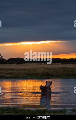 Ein Hippopotamus Hippopotamus amphibius gähnt im goldenen Sonnenuntergang, der sich in einer Pfanne im Hwange-Nationalpark widerspiegelt. Stockfoto