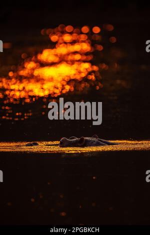 Ein Nilpferd wird im goldenen Sonnenuntergang des Sambesi-Flusses im Mana Pools-Nationalpark Simbabwes gesehen. Stockfoto