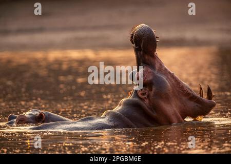 Ein Hippopotamus, Hippopotamus Amphibius gähnt in der untergehenden Sonne im Mana Pools Nationalpark in Simbabwe Stockfoto