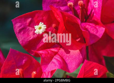 Pink Red Bougainvillea Spectabilis Weißer Blumenstamm Geschlossen Stockfoto