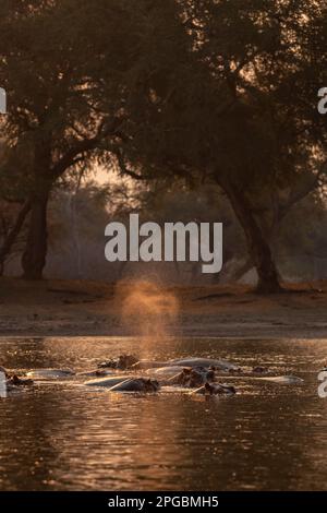 Ein Hippopotamus, Hippopotamus amphibius, kann man beim Sonnenuntergang auf Simbabwes Zambezi im Mana Pools National Park sehen. Stockfoto